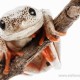 Marbled Reed Frog (Hyperolius Marmoratus)