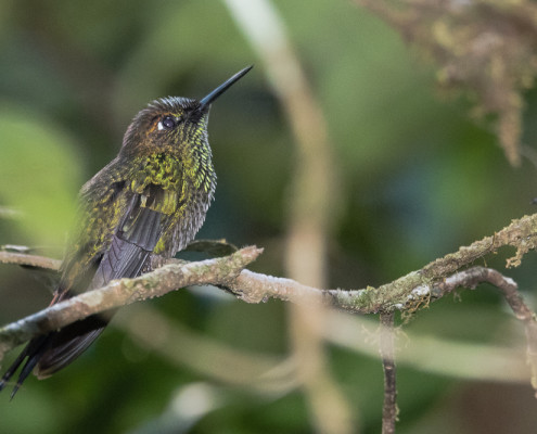 ColibrÃ­ moteado - Many-spotted hummingbird (taphrospilus hypostictus)