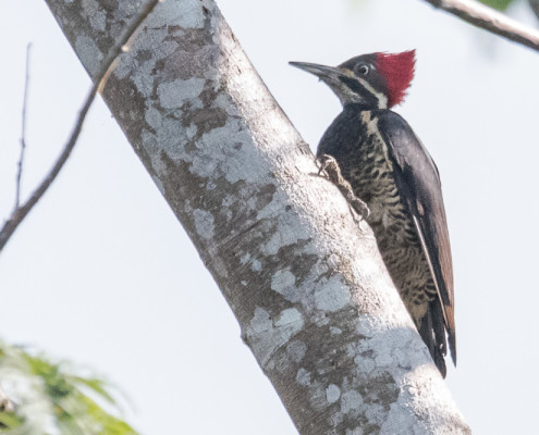Picamaderos listado - Lineated woodpecker (dryocopus lineatus)