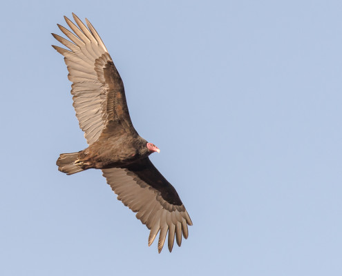 Gallinazo de cabeza roja - Turkey Vulture (cathartes aura)