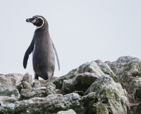 PingÃ¼ino de Humboldt - Humboldt Penguin (Spheniscus Humboldti)