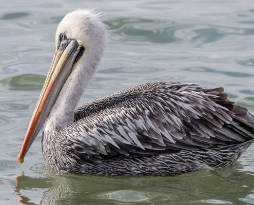 Pelicano Peruano - Peruvian Pelican (pelecanus thagus)