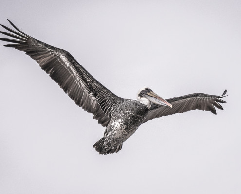 Pelicano Peruano - Peruvian Pelican (pelecanus thagus)